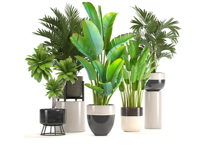 Plantes et fleurs